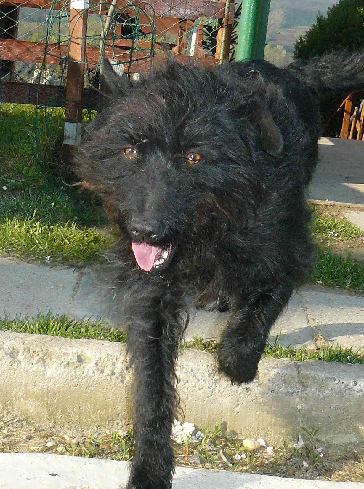 Róka volt a nagyapám!